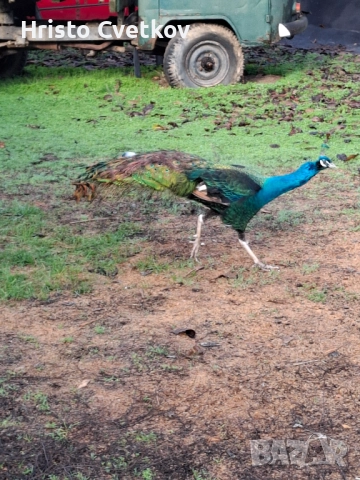 Пауни, снимка 2 - други­ - 52718339