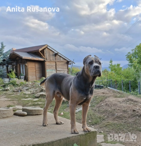 Kane Korso, снимка 2 - Кане корсо - 52839470