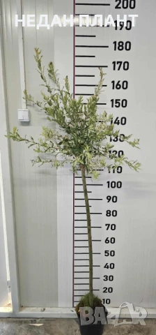 Пъстролистна върба/Salix integra "Hakuro nishiki ", снимка 2 - Градински цветя и растения - 51047222