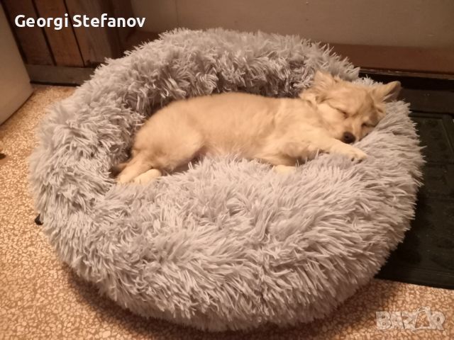 Ново пухкаво кръгло легло за куче / котка, снимка 3 - За кучета - 46100451