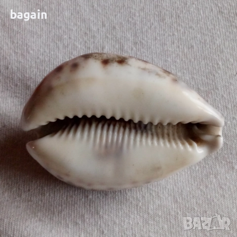 ВМРО. Димитър Зографов., снимка 5 - Антикварни и старинни предмети - 51984137