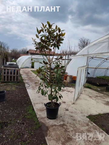 Магнолия "Грандифлора", снимка 2 - Градински цветя и растения - 54073912