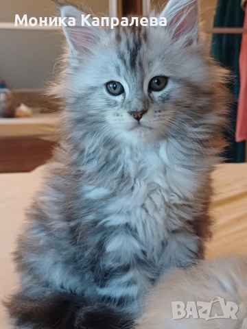 Мейн кун - последно женско котенце, снимка 3 - Мейн кун - 52864469