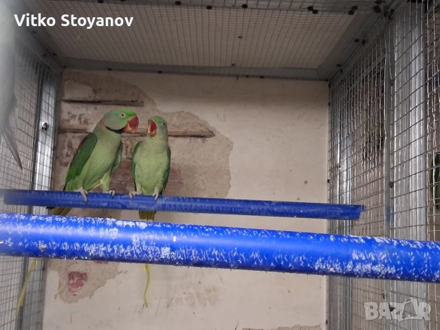 Голям александър