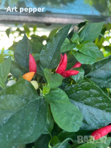 Екзотични люти чушки в саксия, снимка 12 - Градински цветя и растения - 51202444