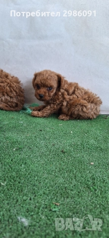 той пудел , снимка 5 - Пудели - 51637525