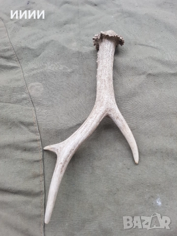 Рог от сръндак 