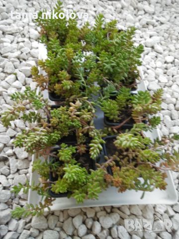  Растения за градината - Дебелец, два вида седуми  , снимка 14 - Градински цветя и растения - 15125535