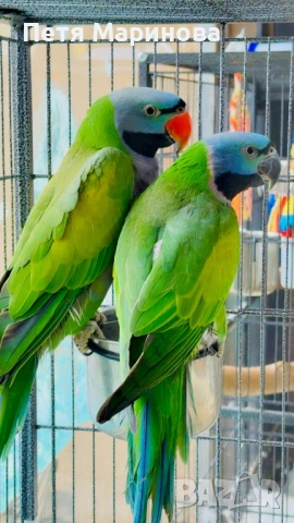 Двойка Китайски Александри с пръстени и сертификати