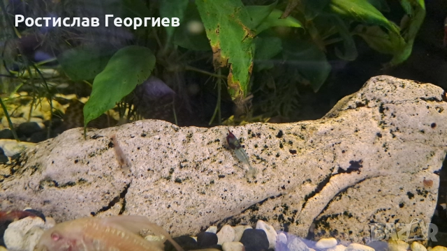 Аквариумни скариди, снимка 4 - Рибки - 51859976