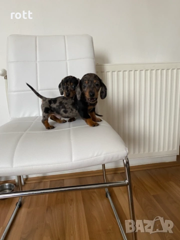 Дакел, снимка 3 - Дакели - 53253797