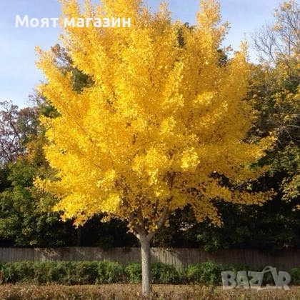 Гинко Билоба, снимка 6 - Градински цветя и растения - 53631956