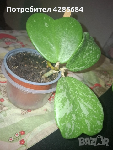 хоя кери сплаш, снимка 4 - Стайни растения - 51453019