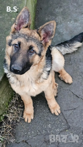 Чистокръвна немска овчарка , снимка 3 - Немска овчарка - 53453416