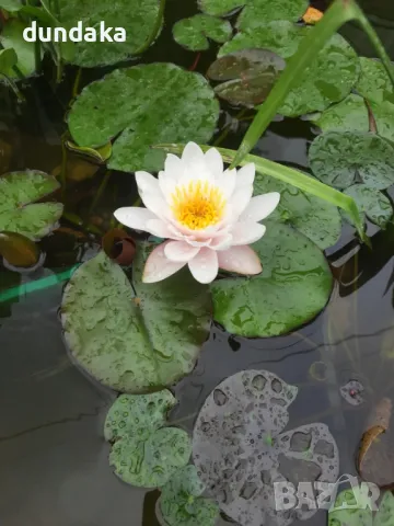 Водни лилии Wanvisa,Alba, снимка 4 - Градински цветя и растения - 49911693