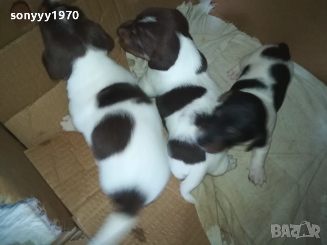 ПРОДАВАМЕ КУТРЕТА-ДЖАК РЪСЕЛ 250ЛВ ЗА 1БР 0309250738, снимка 13 - Джак ръсел териер - 51587007