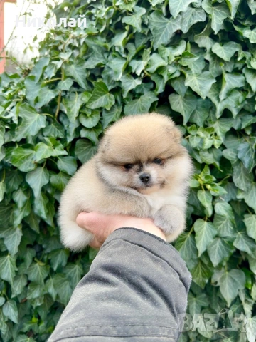 Померан мини момиче. Померанче, снимка 3 - Померан - 53043905