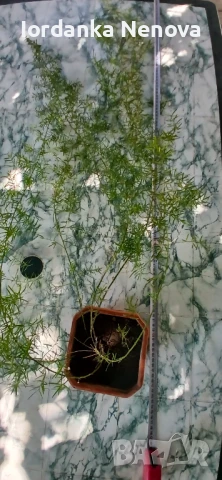 АСПАРАГУС ШПРЕНГЕРА, снимка 3 - Стайни растения - 47859423