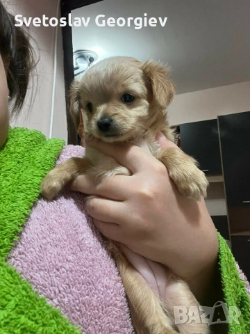 чихуахуа, снимка 2 - Чихуахуа - 53418492