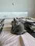 Британски късокосмести котета, снимка 1 - Британска късокосместа - 45823848