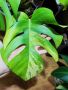 Monstera aurea, снимка 1 - Стайни растения - 45344250