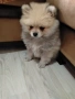 Продавам Мини Померан, снимка 1
