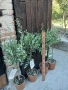 дръвчета маслина топиар , снимка 2