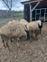 Овце за продан, снимка 2