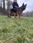 Немска овчарка мъжка, снимка 2