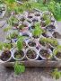 Продавам растения Дива лоза (Parthenocissus quinquefolia), снимка 1 - Градински цветя и растения - 45382708