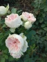 Щамбови рози , снимка 10