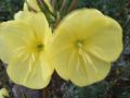 Вечерна иглика, снимка 1 - Градински цветя и растения - 45483250