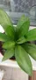 Сансевиери различни и спатифилум , снимка 4