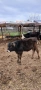 Продавам 2 бр. Телета, снимка 1