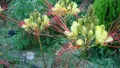 Цезалпиния (Ceasalpinia giliesii), снимка 1