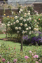 Щамбова роза , снимка 1 - Градински цветя и растения - 45031170