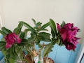 Адениум Андромеда, снимка 3
