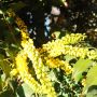 Махония, Mahonia japonica , снимка 9