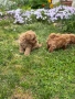 Той пудел / Toy poodle, снимка 6