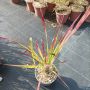 Imperata 'Red Baron', Декоративна трева, снимка 6