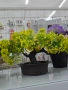 бонзай дръвчета декорация , снимка 5