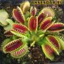 100 семена Венерина мухоловка Dionaea muscipula Семена Мухоловка Бонсай месоядно растение яде насеко, снимка 5