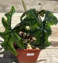 Alocasia 'Jacklyn', снимка 1