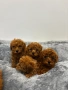 Мини Пудел / Mini Poodle, снимка 8