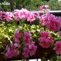 САКЪЗЧЕТА - резници, снимка 4 - Градински цветя и растения - 45296839