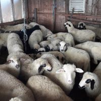 Продавам Агнета, снимка 2 - Овце - 45135046