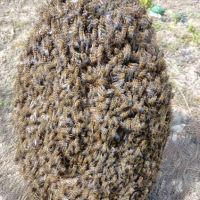 Рояци и Пчелни отводки, снимка 1 - За пчели - 44392153