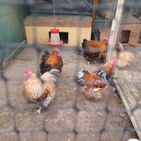 Пилета, снимка 8 - Кокошки и пуйки - 45775937