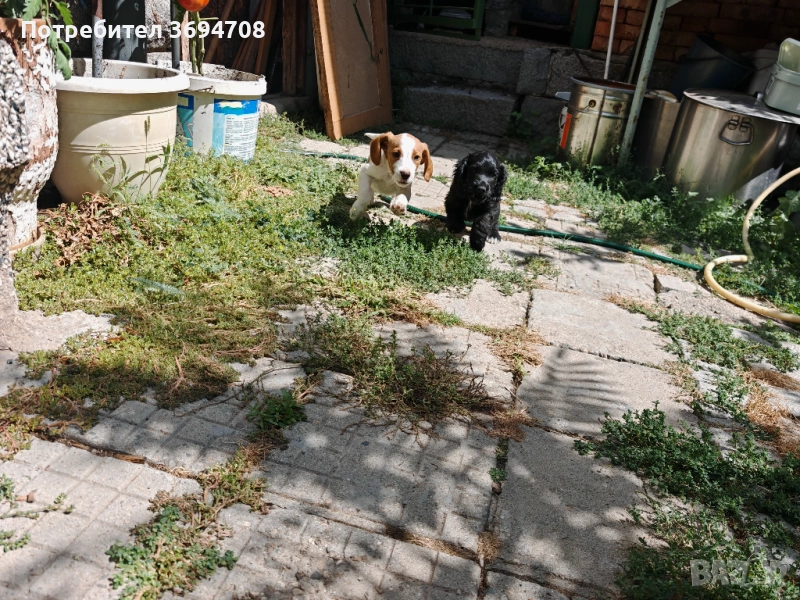 Английски кокер шапньол , снимка 1