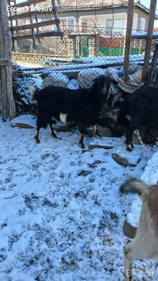 продавам пръч на 1,5година.и коч на 1 година 450 лв., снимка 1